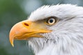 American Bald Eagle detailed Portrait Amerikanischer WeiÃÅ¸kopfseeadler Haliaeetus leucocephalus Royalty Free Stock Photo